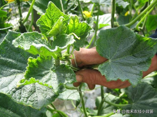 30斤水兑多少赤霉素，九二o赤霉素怎样使用（瓜果蔬菜“花抱头、瓜打顶”是怎样造成的）