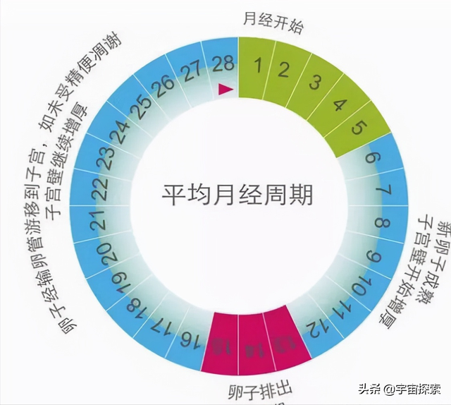 世界上最大的乳房，世界上最大的胸部（动物界通常雄性更漂亮）