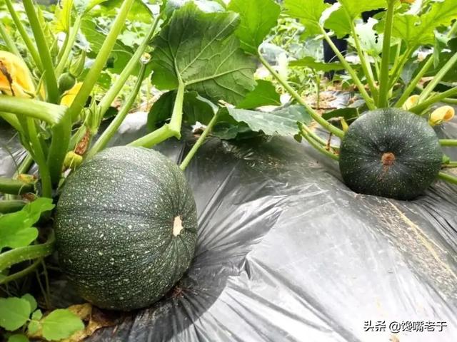 糖拌西红柿又叫什么，糖拌西红柿的别名叫什么（这5种蔬菜尽量少吃）