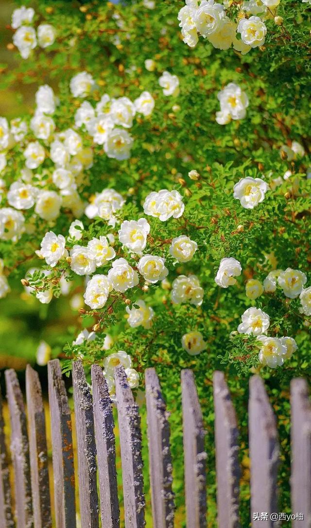 黑色蔷薇花的花语，黑蔷薇的花语和象征（今日分享——蔷薇）