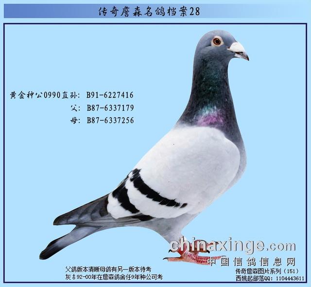 詹森种鸽排名前十名，那些默默无闻的种鸽