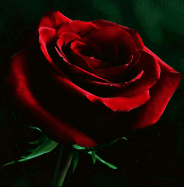 999朵玫瑰，送你999朵动态玫瑰花（999朵玫瑰邰正宵）