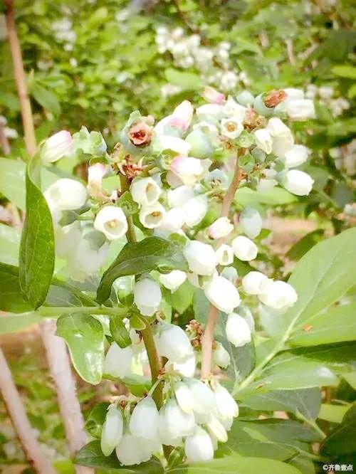 蓝莓什么季节能成熟，蓝莓一般在几月份成熟（蓝莓开花到结果的完整过程）