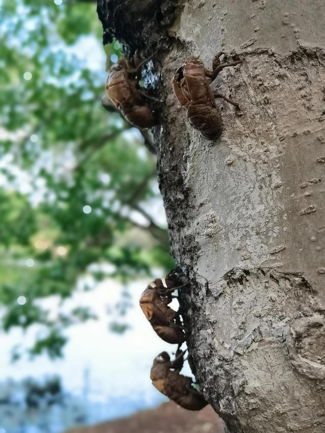 蝉蜕的功效与作用，蝉蜕的作用与功效（蝉蜕：高风亮节，破茧重生之美）