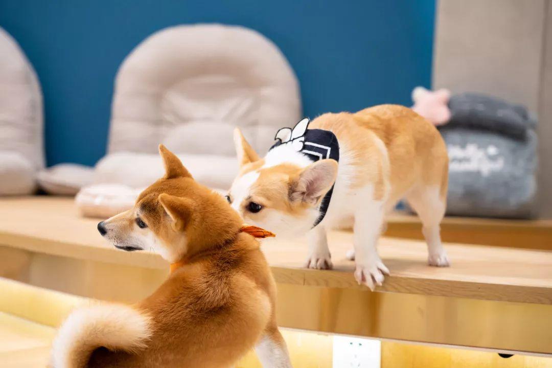 柴犬和柯基(柴犬和柯基的串串)