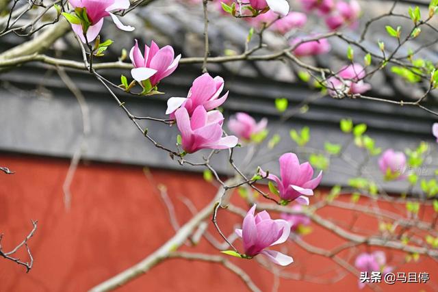 杭州有哪些景区比较值得去，杭州必去十大景区（让你领略自然和人文双重景致）