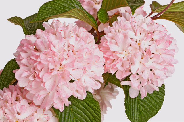 什么是石竹梅花，一花一欢喜