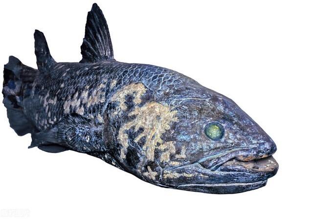 世界上最古老的鱼类图片