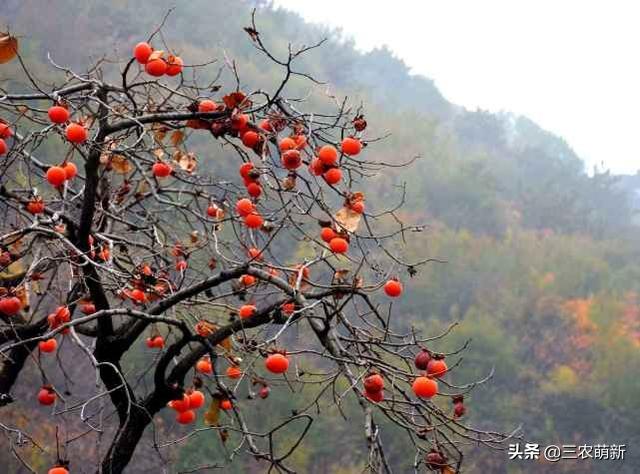 招财五种水果有哪些，什么水果是代表招财好运（随便种一棵）