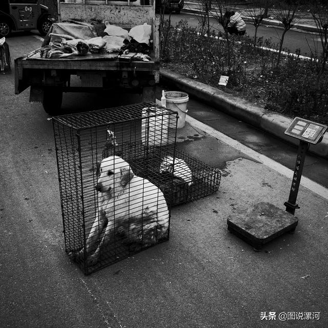 宠物市场在哪里，成都的宠物狗市场在那里呀（漯河宠物市场印象）