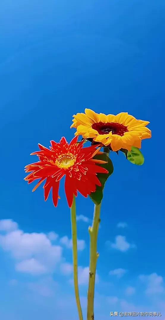 赠人玫瑰,手有余香唯美图片(赠人玫瑰手有余香的图画) - 彝家农业网