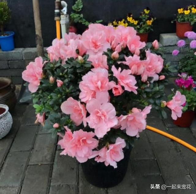 长寿花的形态特征和生长环境详情介绍，长寿花的生长特点（6种“长寿花”）
