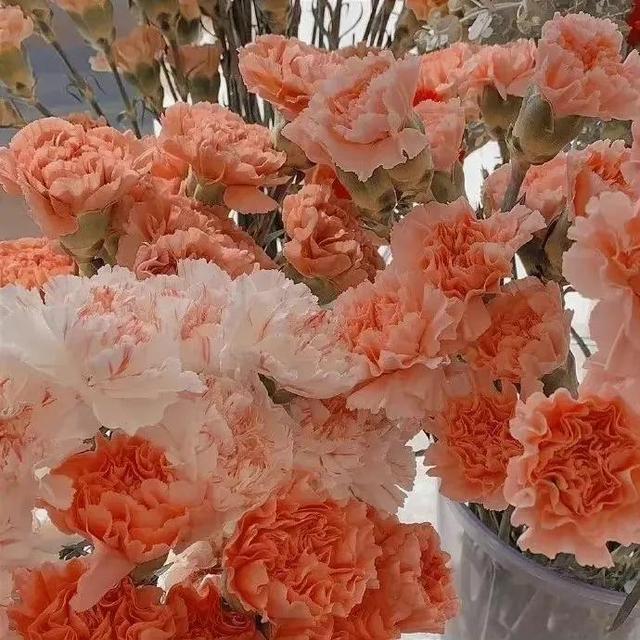 适合中年人的头像，中年人头像?微信（适合老年人的头像）