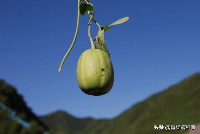 曼陀罗花的图片，曼陀罗花是什么（301味中药材的原植物彩色图谱）