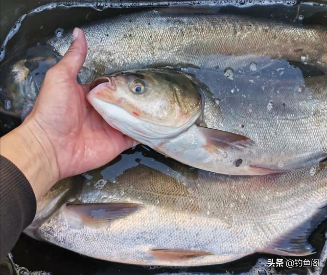 鲢鳙怎么吃，鲢鳙怎么吃饵料的（几块钱就能自制一大盆）