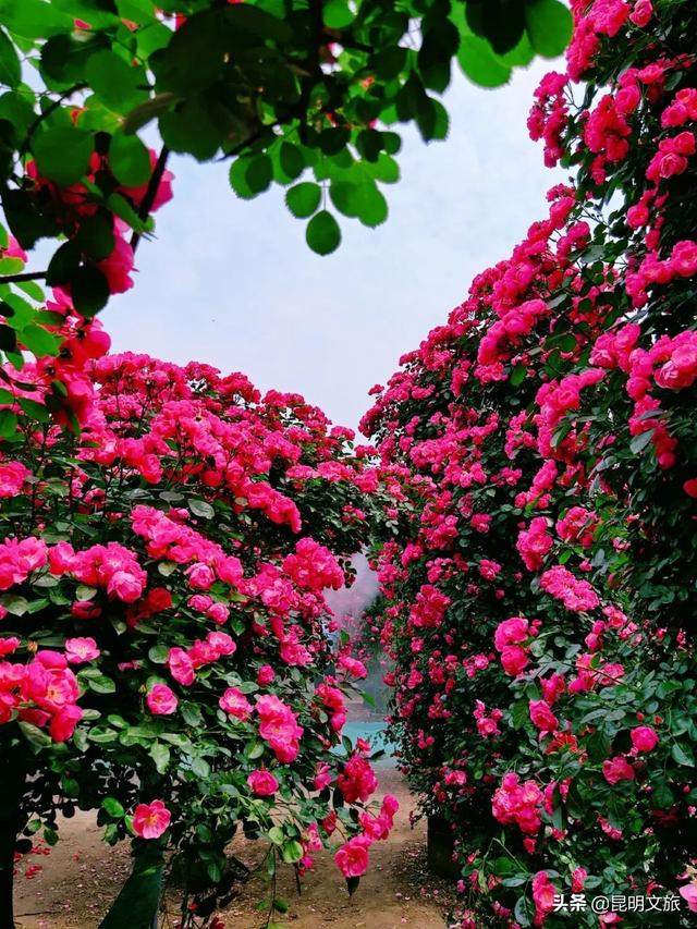 市花和市树是什么，杭州的市树和市花是什么（昆明400亩网红月季花海）