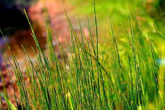 节节草治痔疮，节节草有什么功效（这些植物打着“光棍”活着）