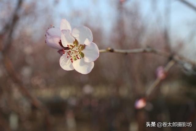 单反摄影入门教程 7个技巧，单反摄影入门教程（一篇文章教你学会用单反相机拍照）