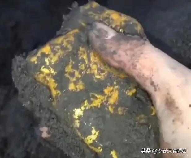 荆草是什么样子的图片，荆草是长什么样子的（非常神奇的问荆草）