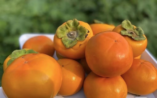 什么品种的脆柿子好吃，什么产地的脆柿子好吃（陕西巧克力糖心脆柿）