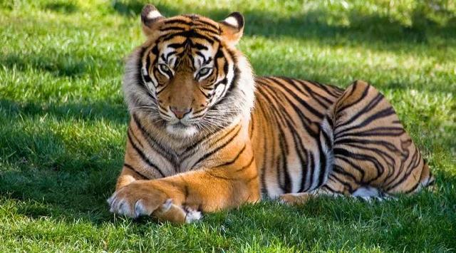 属猴的女人适合佩戴什么首饰，属猴的女人佩戴什么饰品（名字里带动物好不好）