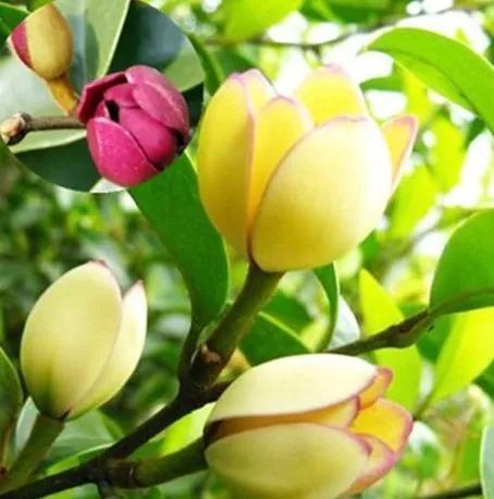 含笑花什么时候开花，分享图片——深山里（含笑花何时开花）