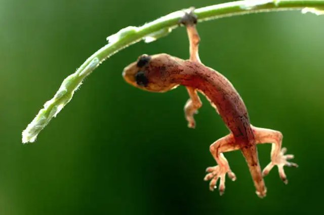 壁虎的寿命，壁虎的寿命有10年吗（为何能位居“五毒”之一）