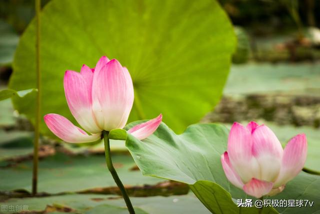 各种花的花语及寓意花语，各种花的花语和象征（你知道这些花的花语吗）