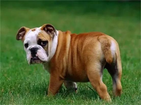 迷惑行为是什么意思，迷惑行为是什么意思啊（狗狗的迷惑行为都代表什么意思）