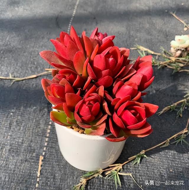 多肉火祭怎么养，多肉火祭怎么养才变红（养不好多肉试试火祭）