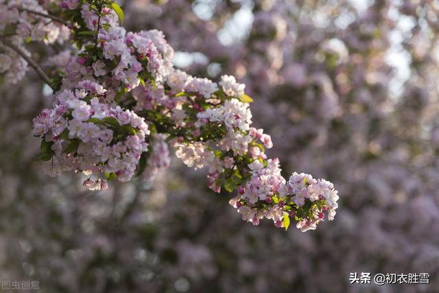 苏轼关于写海棠花的诗，苏轼海棠五首赏析