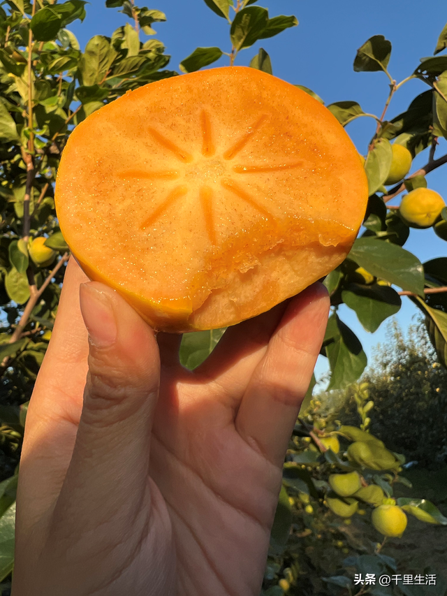 什么品种的脆柿子好吃，什么产地的脆柿子好吃（陕西巧克力糖心脆柿）