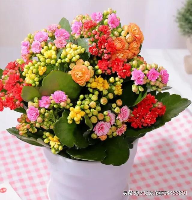 过节适合送什么花，入手6种“大吉大利花”