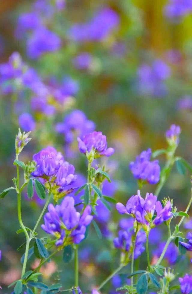 紫色三叶草的花语是什么，紫色三叶草开花图片（紫苜蓿——三叶草）