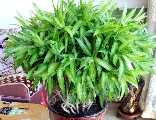 凤尾兰，阔叶植物有很多（凤尾兰简介）