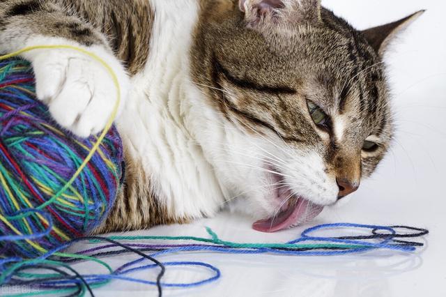 小猫咪一直叫个不停是怎么回事，猫咪一直叫个不停是怎么回事该怎么办（养猫困扰：猫咪发情老叫怎么办）