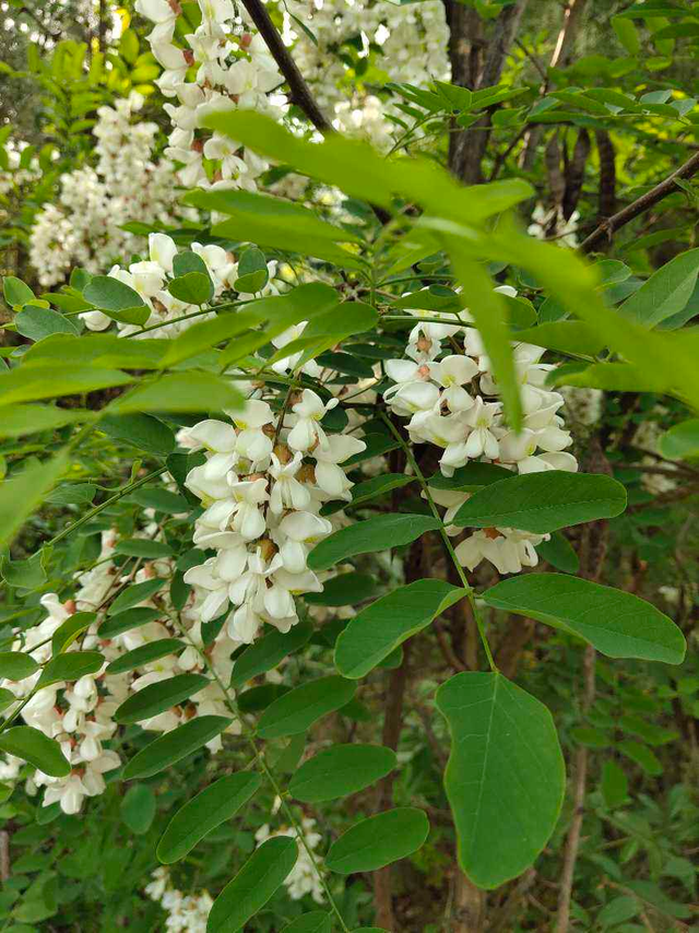 家里适合养什么植物对家庭比较好，家里适合种哪些植物风水好（5种树养在家里有好兆头）