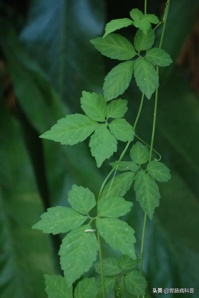 曼陀罗花的图片，曼陀罗花是什么（301味中药材的原植物彩色图谱）
