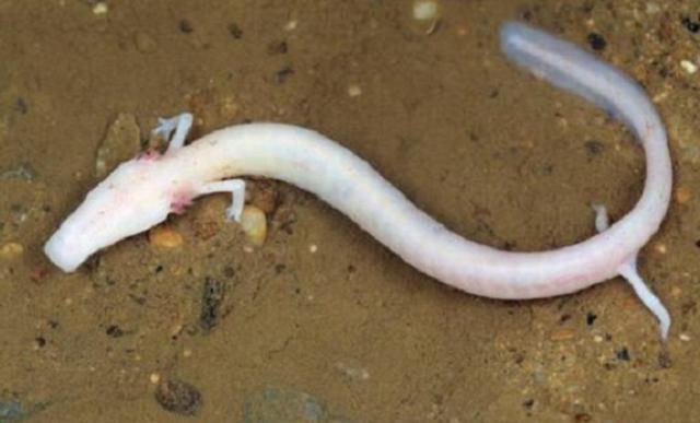 世界上最懒的动物，世界上唯一懒的动物（可7年不吃不喝不运动）