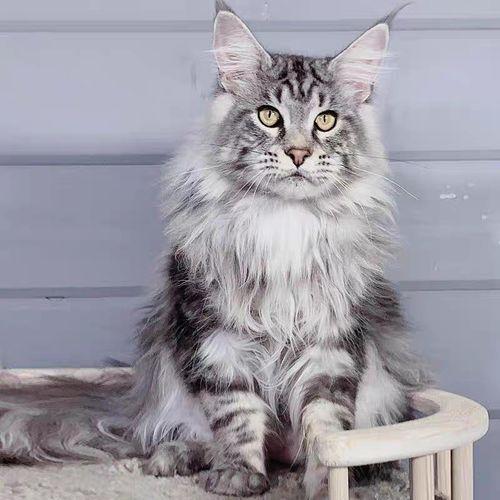 缅因猫，网友：养了之后就不想换猫了（缅因猫多少钱一只）