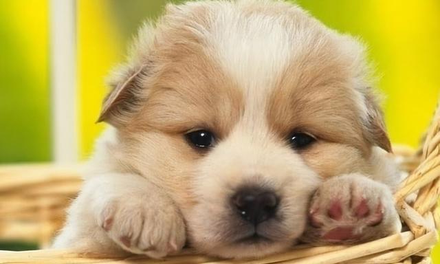 怎么养狗狗才正确方法，怎么养狗狗的方法大全（饲养狗狗需牢记这“6个点”）