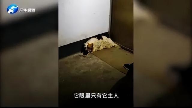 忠犬八公是什么狗，智商高又不掉毛的狗（忠犬在家门口守了2年）