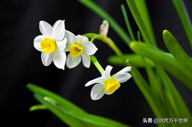 白杜鹃花语，白花杜鹃花语（300种花的寓意和花语）