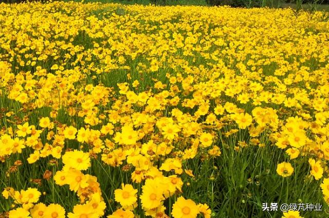 金鸡菊种植方法和时间，大花金鸡菊种植方法和时间（大花金鸡菊怎么种）