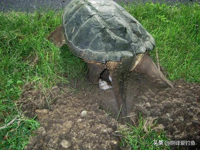 世界上最大的龟是什么龟，世界上体型最大的海龟是什么龟（世界体型最大的淡水龟）