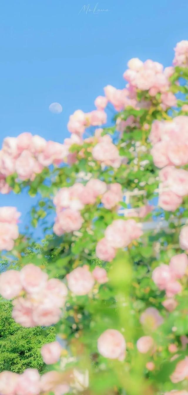 清新唯美的壁纸，小清新唯美手机壁纸