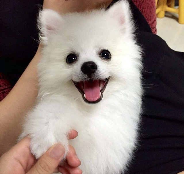 独特好听的零食店名字360个 零食店名字有创意的取名大全，独特好听的零食店名字360个（2022年狗狗“爆款”名字公布）