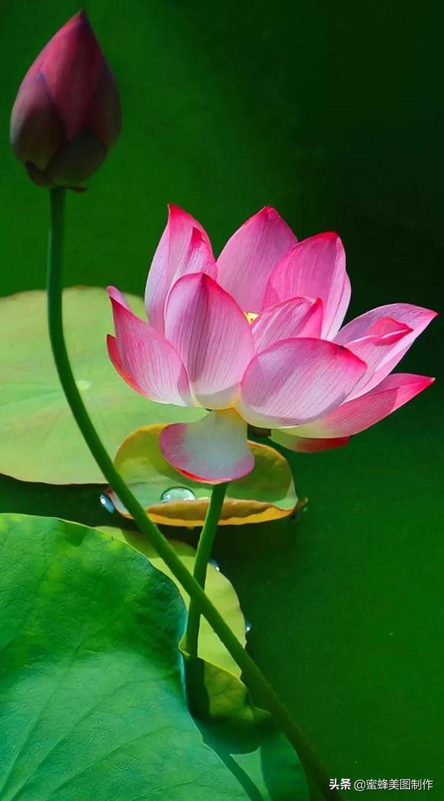 适合发心情的图片   赏图愉快哦:），关于发心情的图片（鲜艳欲滴的花朵）