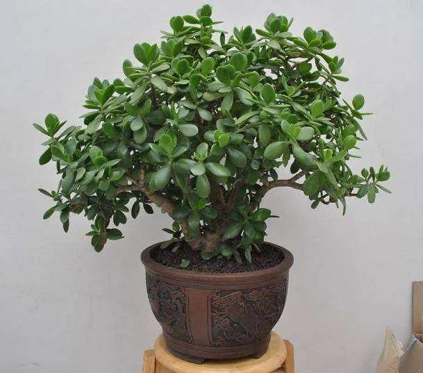 家里养黄杨会带来什么情况，大叶黄杨适合栽家里吗（4种“富贵花”越养越值钱）