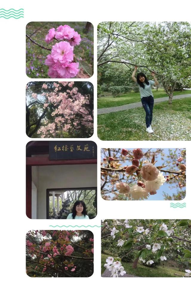 西府海棠的花语和寓意，西府海棠的花语和寓意是什么（钟山*雨花台*玄武湖）